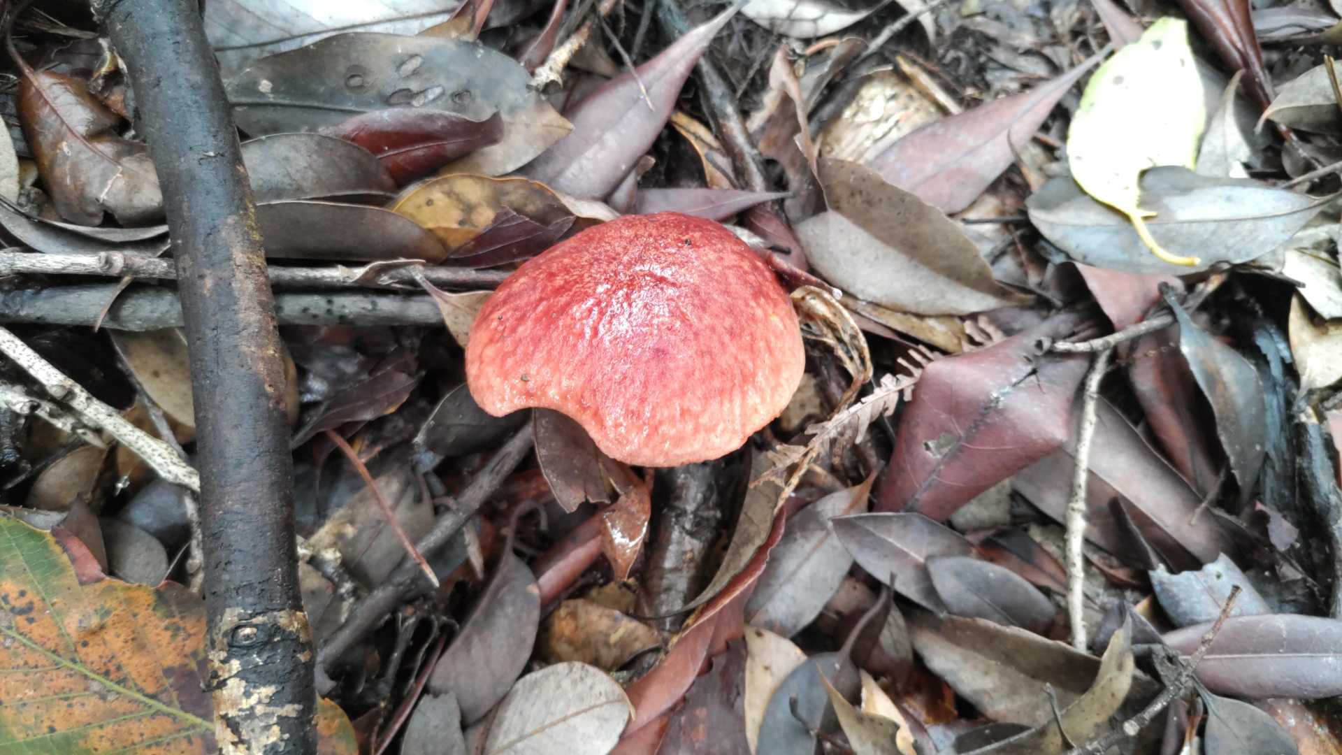 🍄