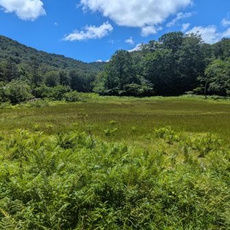 湿原横を歩く。こういった景色がすごく新鮮で良い。