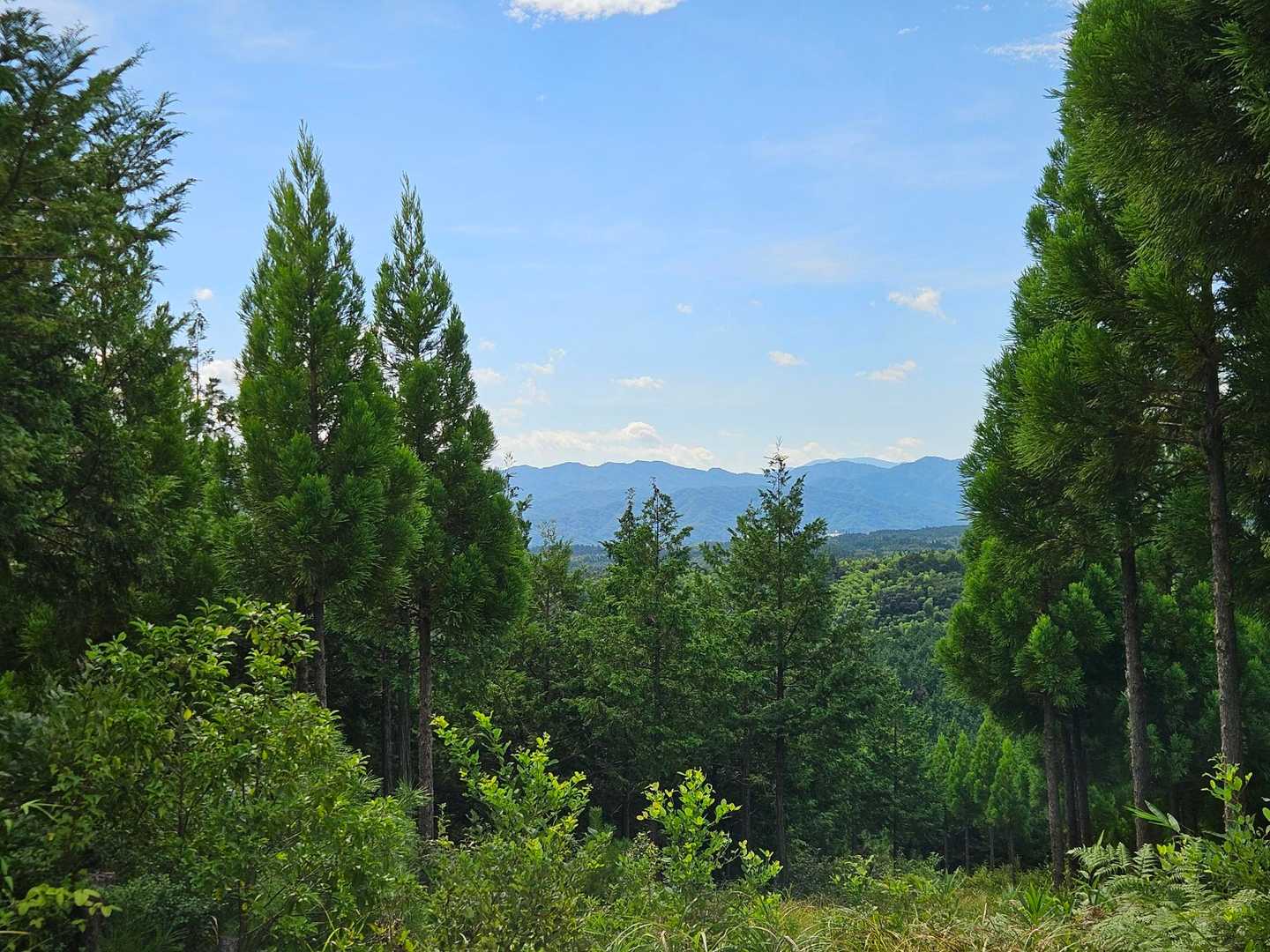 高城山登山口-高城山-大平山 往復コースの写真