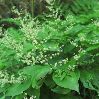 戸隠・キバナノアツモリソウ🌱 / 仙人2号の登山データ | YAMAP / ヤマップ