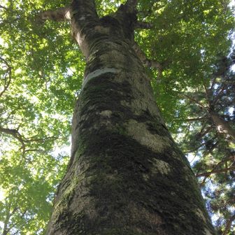 一の鳥居横（聖域）の巨木のブナ（ブナピー）🌳
数年ぶりに会えた🤗