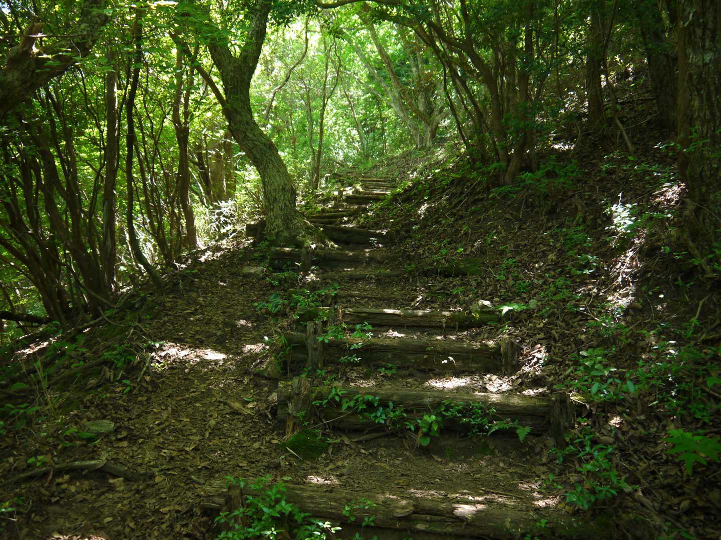 階段でグイグイ登ります。
太陽の光は遮られてますが、風がないので暑っつーい。