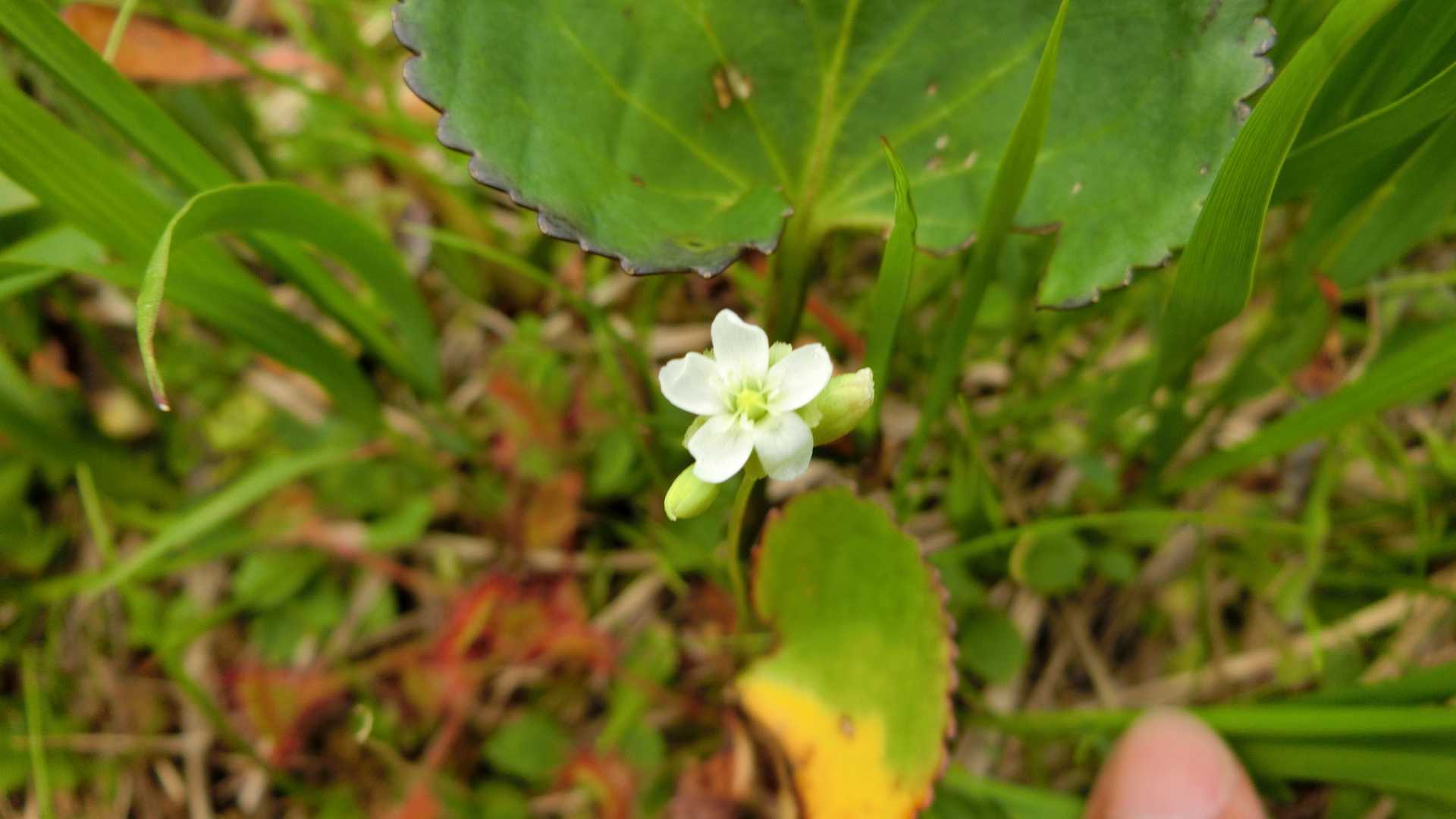 モウセンゴケの花