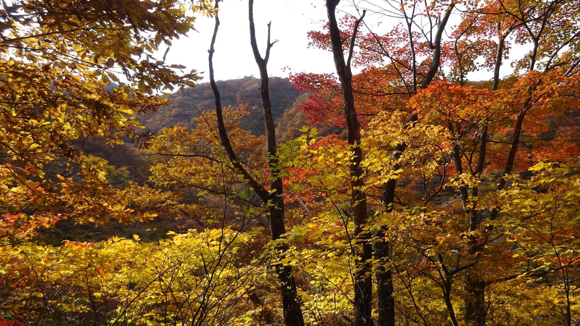 貝月山 往復コースの写真