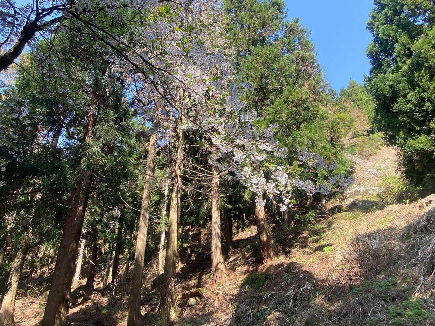 登山道道中には中盤～終盤の山桜がいたる所に