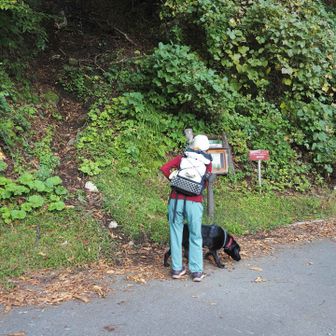 ここが登山口。いきなり激急登が。