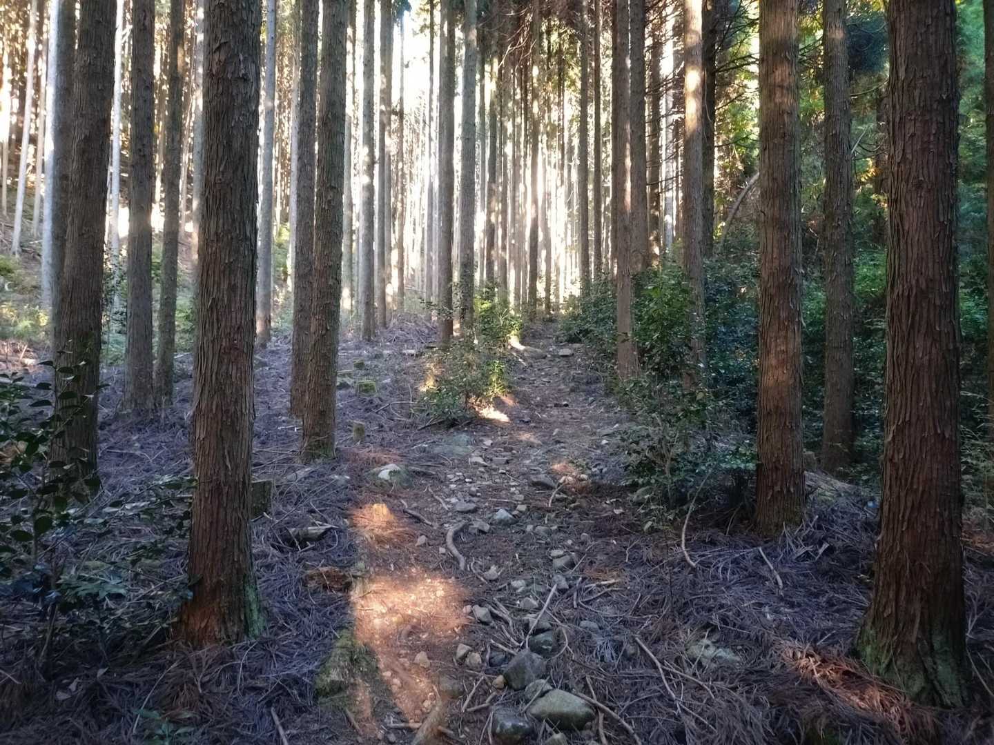傾斜が緩やかなので
全く息切れがしない