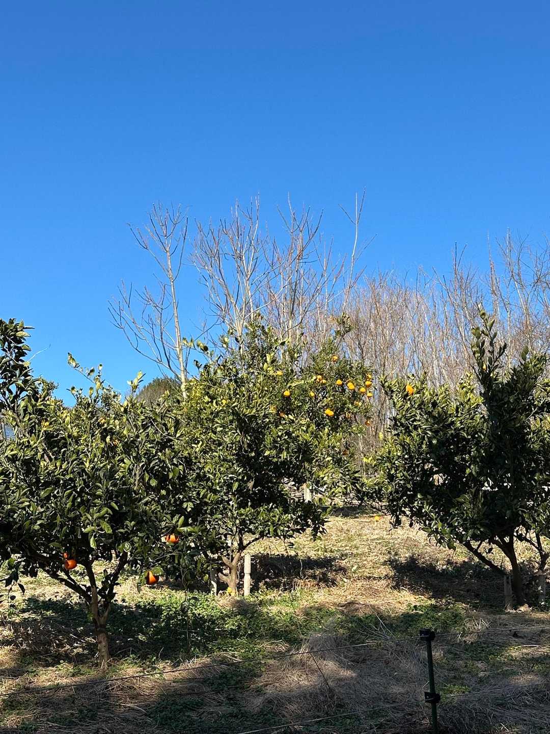 センダンの木がたくさん🌲
