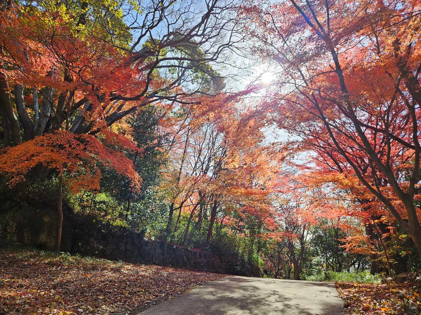 金鳥山 往復コースの写真