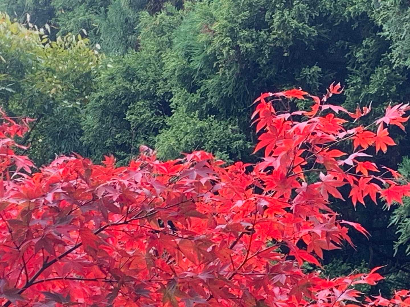 ケーブル乗り場横の紅葉🍁真っ赤