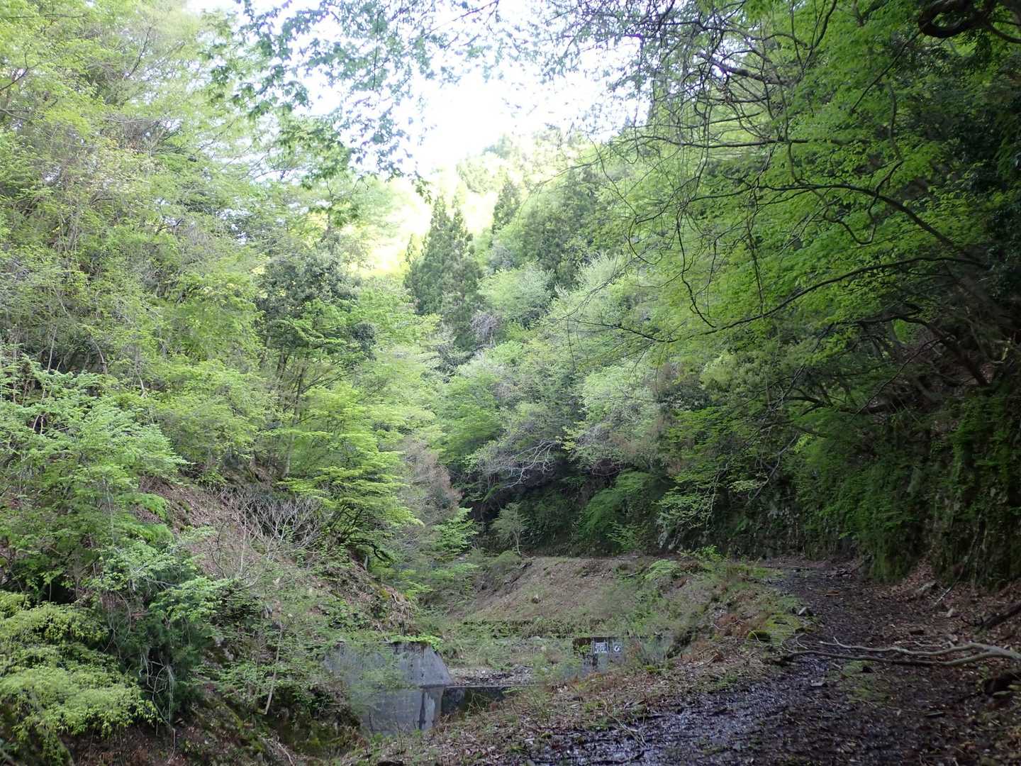 渓流の音を聞きながら歩く林道は心地良い