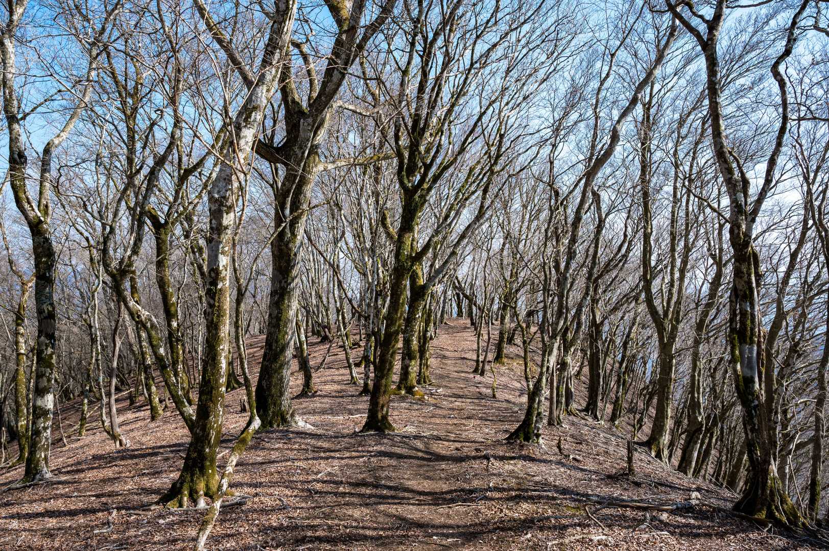 この辺りの景色を見るために権現山に登るのもアリですね