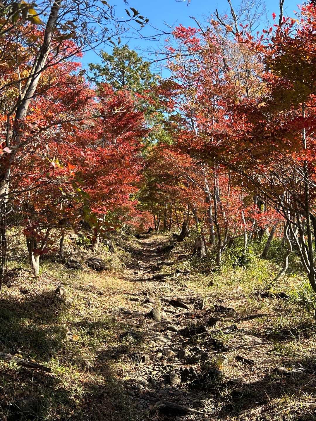 ドウダンツツジのトンネル