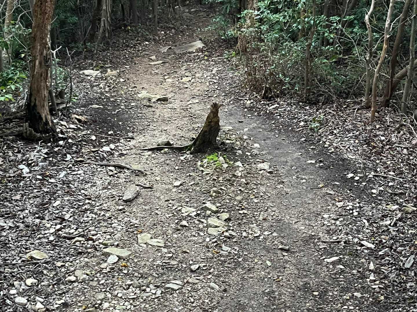 これ…遠くから見ると鳥🐦にしか見えない