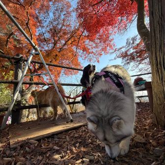 謙信平も綺麗でした🍁
