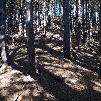 エンナミノ頭山頂へのアプローチ