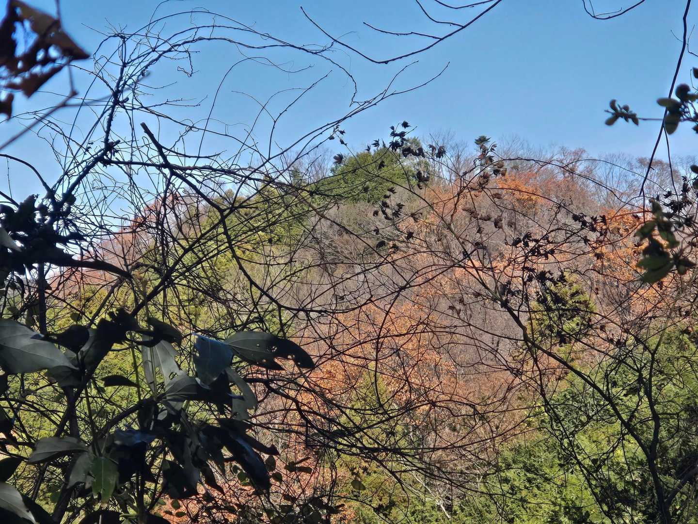 紅葉🍁感ありますね。
