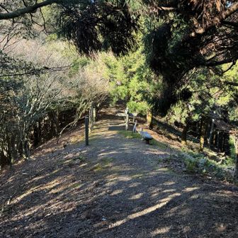 踏み跡がしっかりしたいい道。