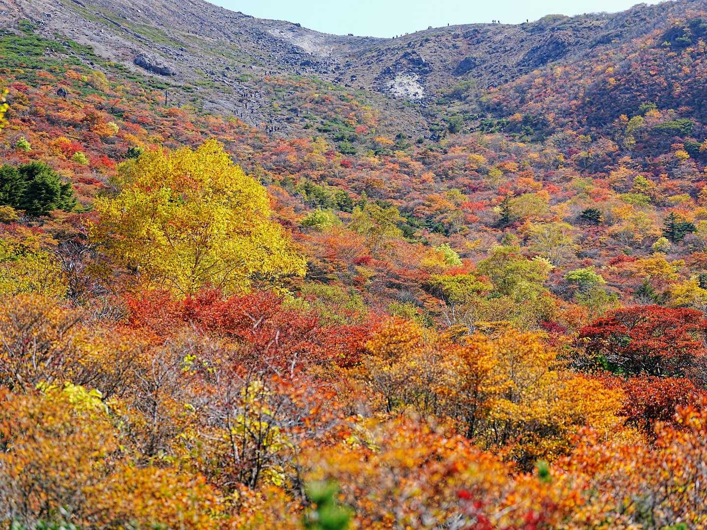 ロープウェイ山頂駅発着｜姥ヶ平散策コースの写真