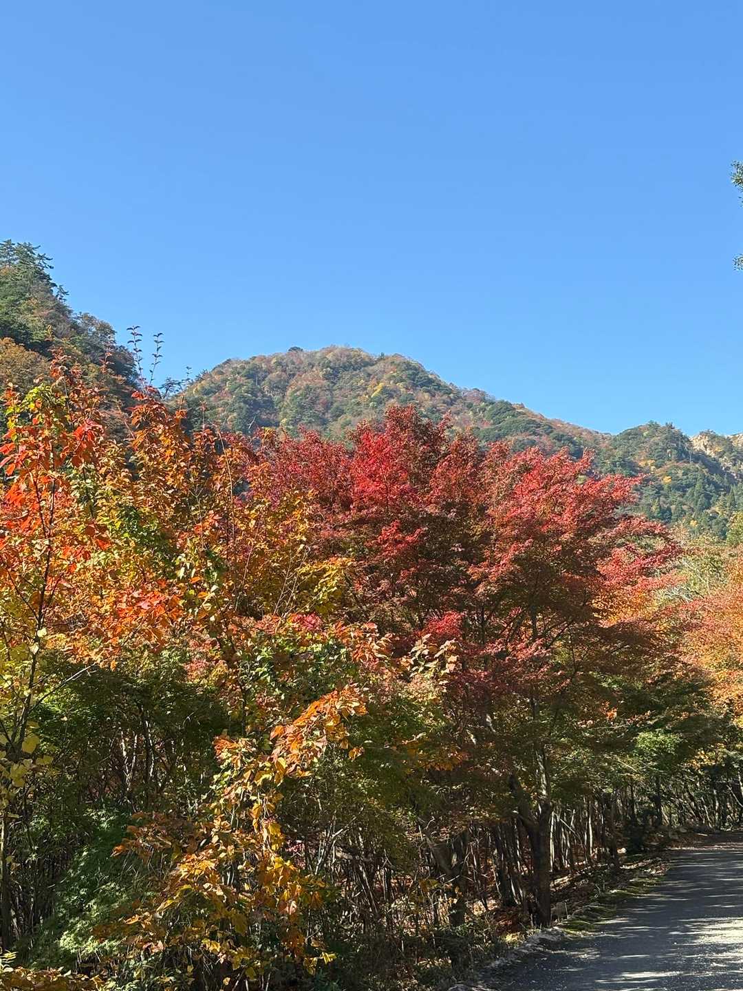 朝明登山口-中峠-金山-羽鳥峰 往復コースの写真