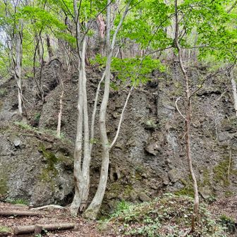 株立サワシバと衝立岩、その上の木立が創る美景