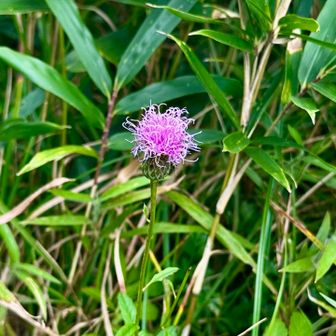 タムラソウ🌸可愛いので撮りました