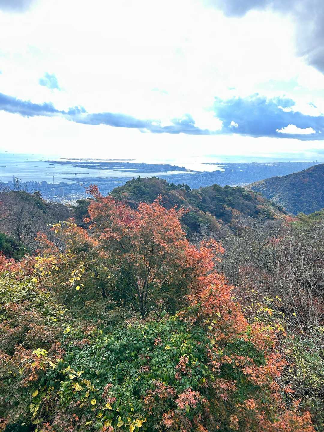 油コブシ-六甲ケーブル山上駅 往復コースの写真