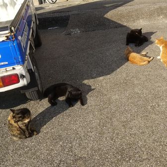 ニャンズ🐈‍⬛🐈️