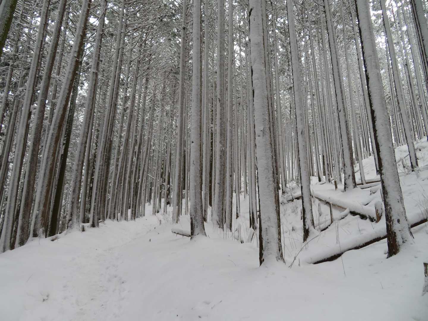 雪、たっぷり。
アイゼンのガシガシという音と雪を踏む足裏の感覚が心地良いです。