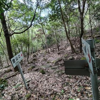 登山口から最初の分岐点まで降りました