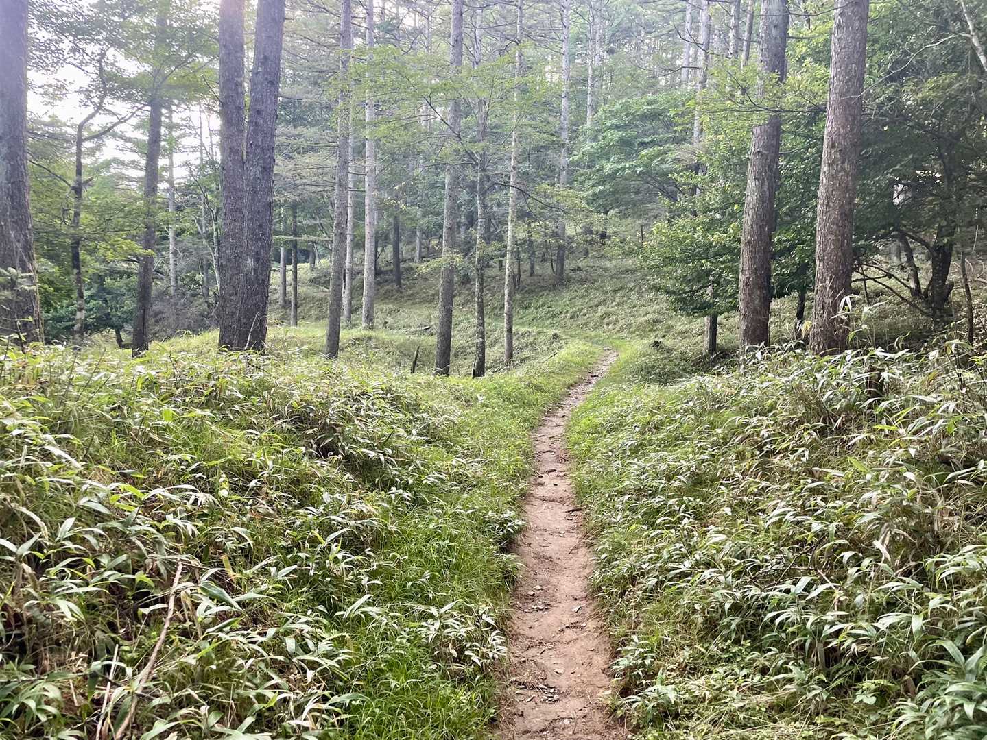 林道と併走した登山道は遊歩道並み✨
