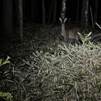 トナカイ大好き