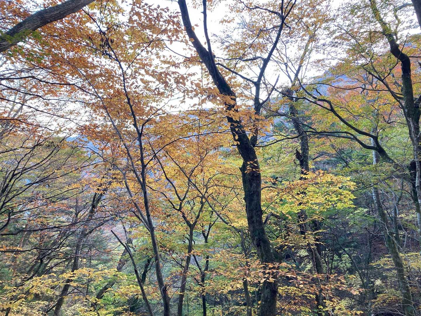 神原登山口-国観峠-祖母山 往復コースの写真