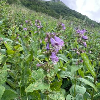 ミソガワソウのお花畑