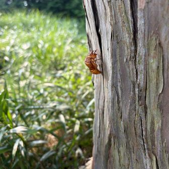 無事に飛び立てたようです
暑すぎる異常気象で、頑張って土から出て来れたのに、飛び立てないまま動かなくなっている姿を見ると申し訳ない気持ちに⤵️😭抜け殻を見るとホッとします。年齢かしら😅