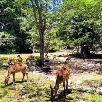 大元公園に下山🦌
