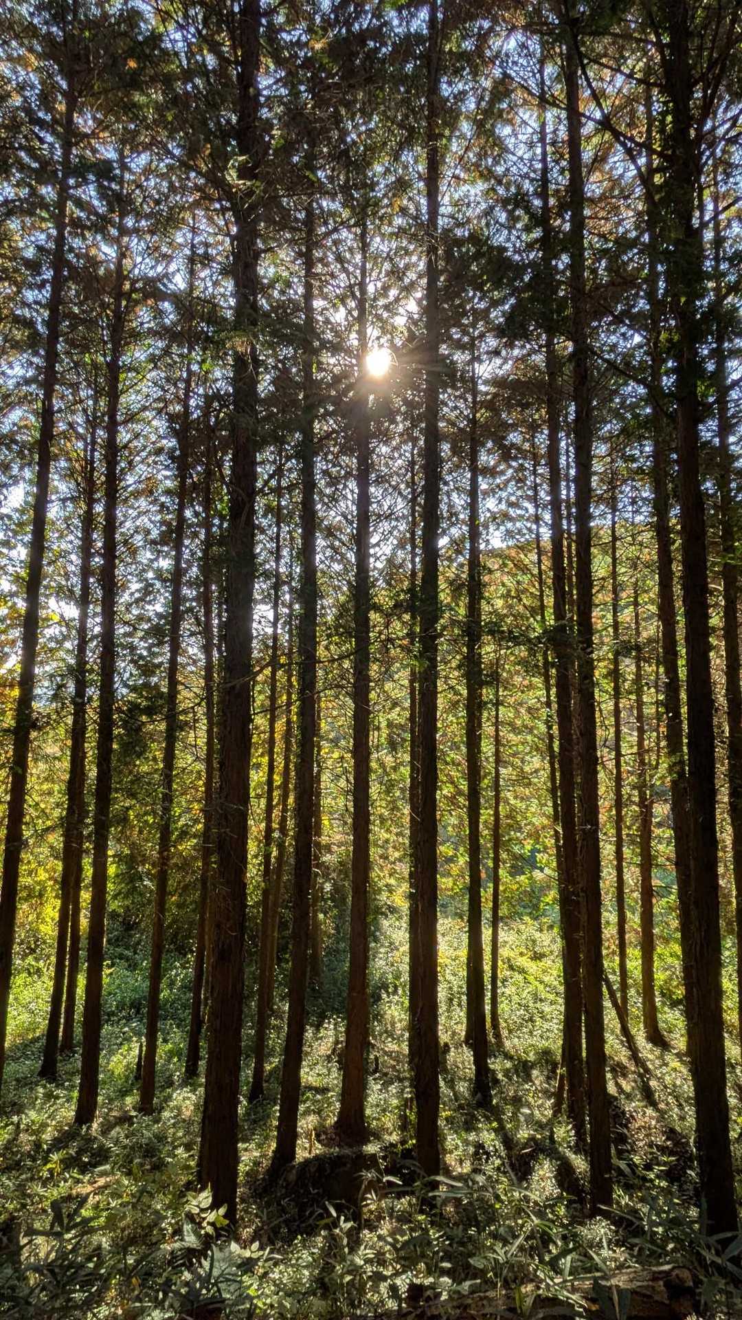 吉備大臣宮-妹山-鷲峰山-鷲峰山・捧澤寺入口 周回コースの写真