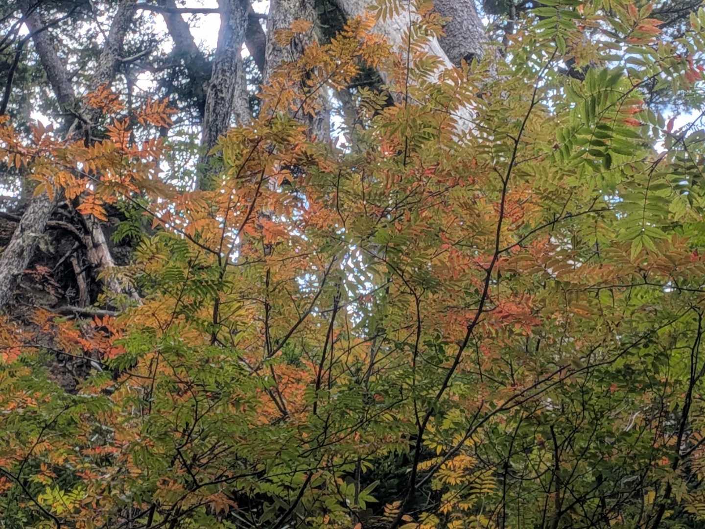 標高2000m付近は紅葉はこれから🍁