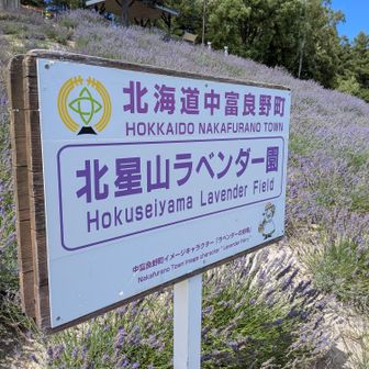 北海道中富良野町 北星山ラベンダー園