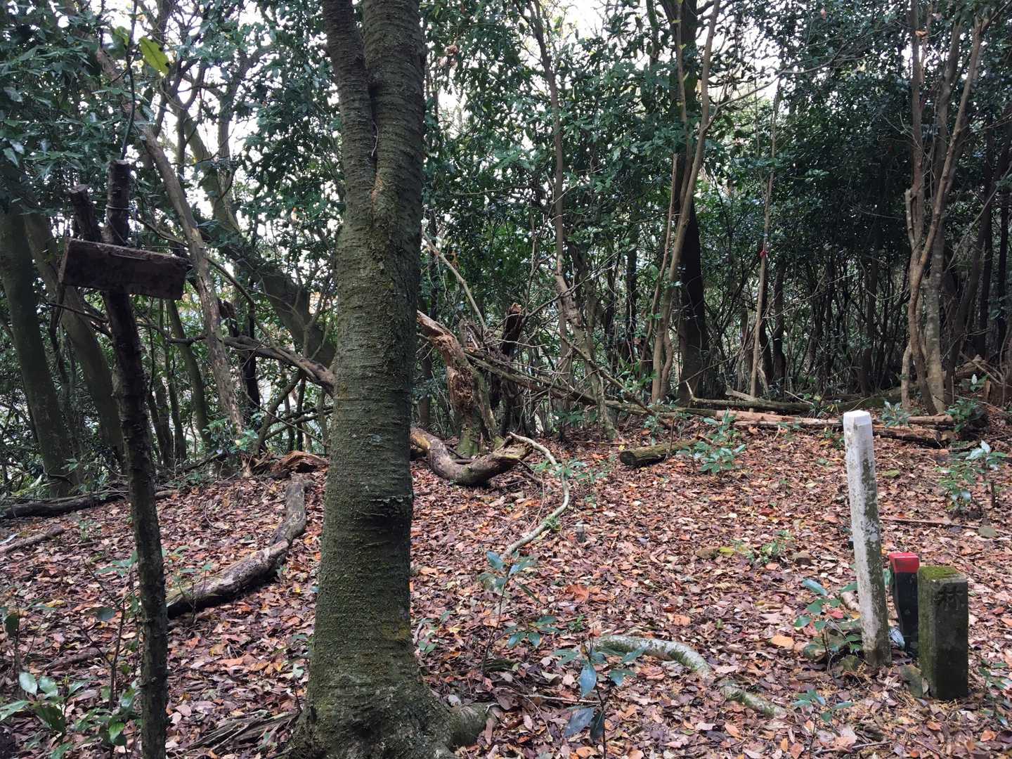 天狗坊山(初)
展望ナシ。
おむすびだけ食べて下山。