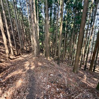 樹林帯を下っていきます。
