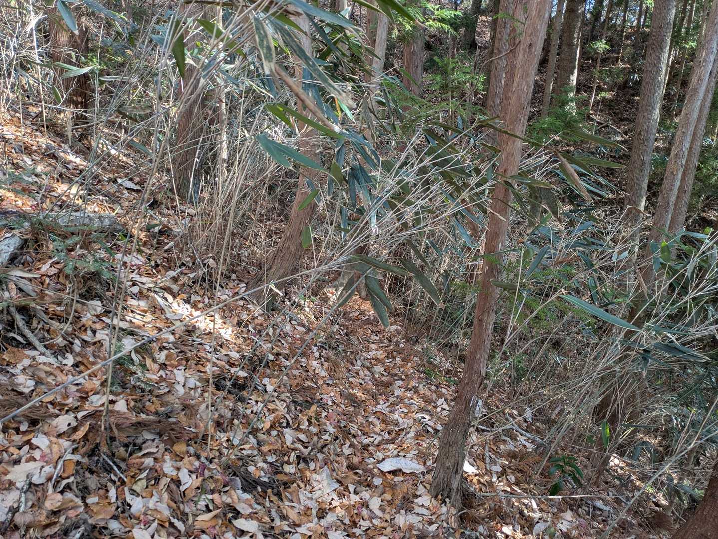 この辺り、ルートから外れてます💦ちょっと道が分かりずらく、踏み跡に沿って歩いたら、どんどん外れちゃいました⋯GPS見て無理矢理ルートに復帰してます😰