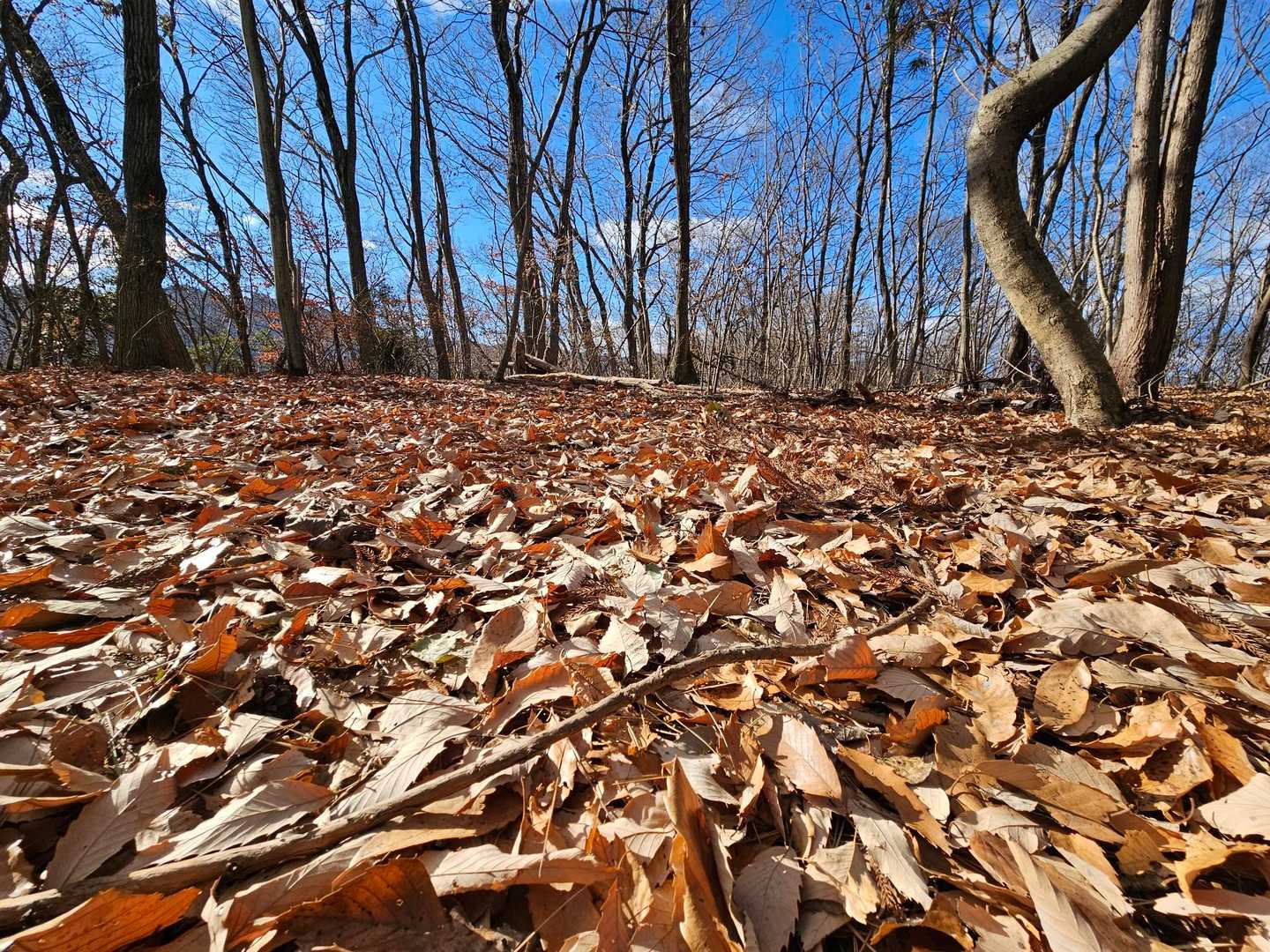 落ち葉🍂