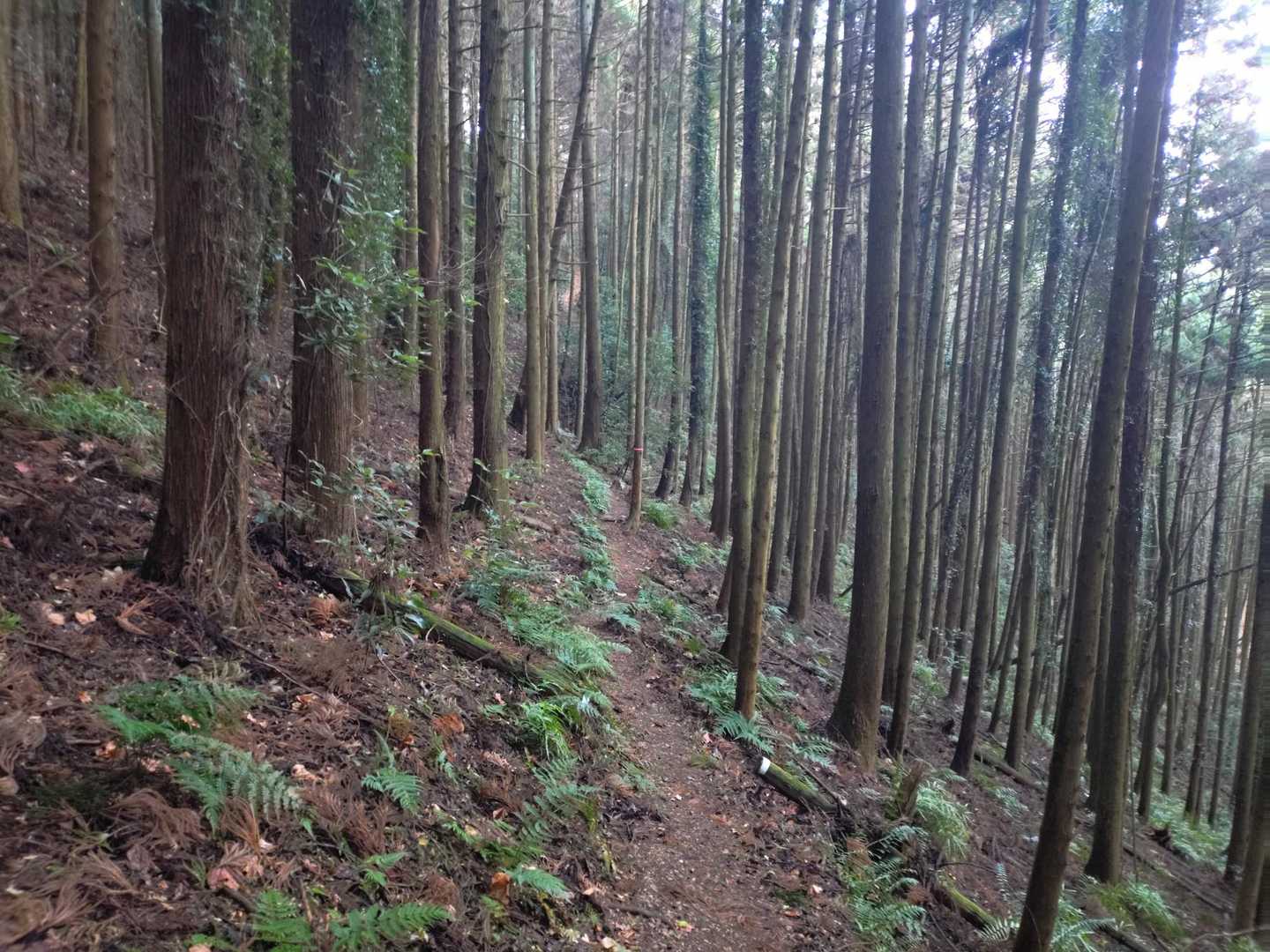 近ごろ日没はやいよね…😅
復路は巻き道を足早に！！