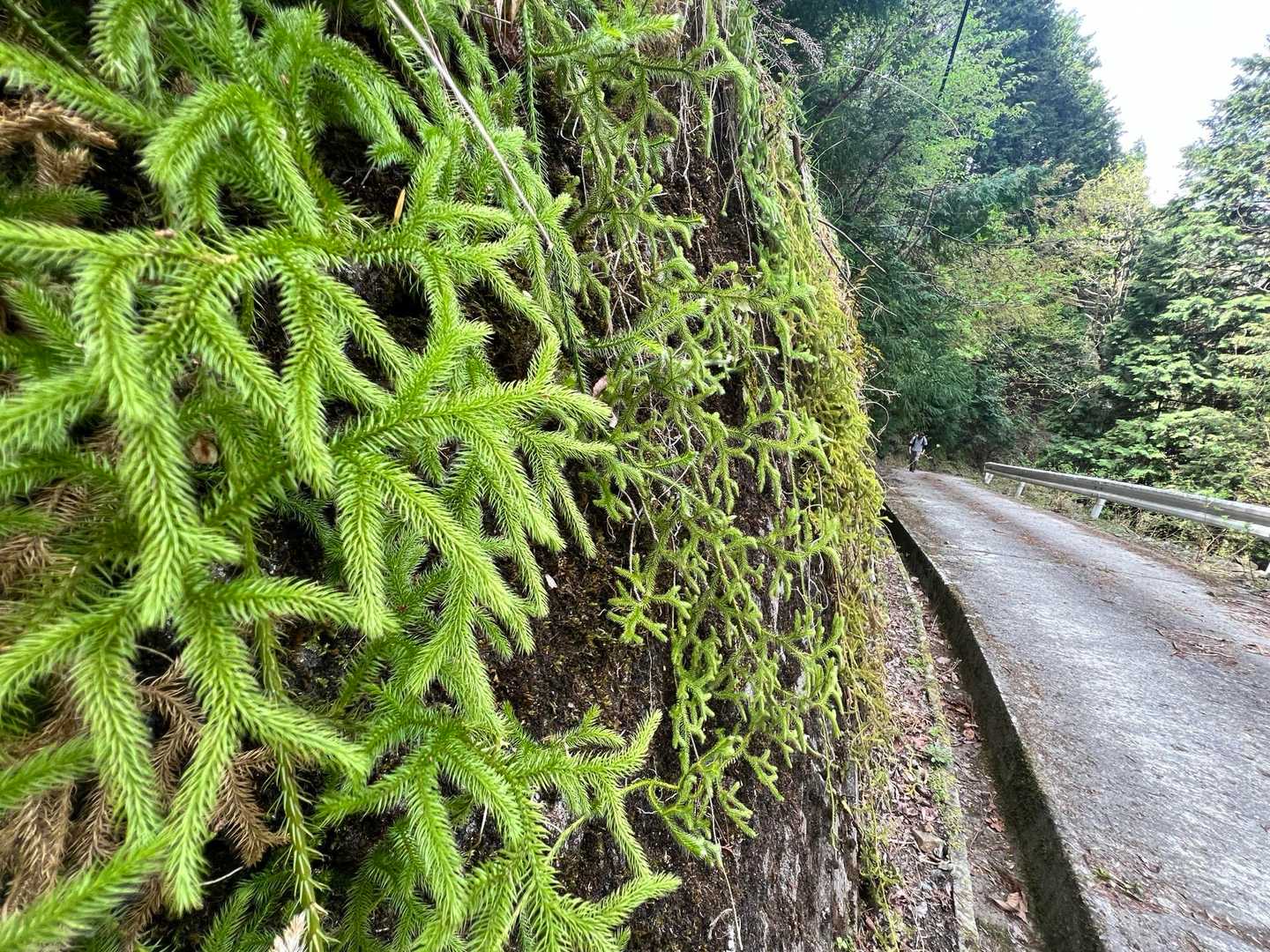 遅れをとるひー