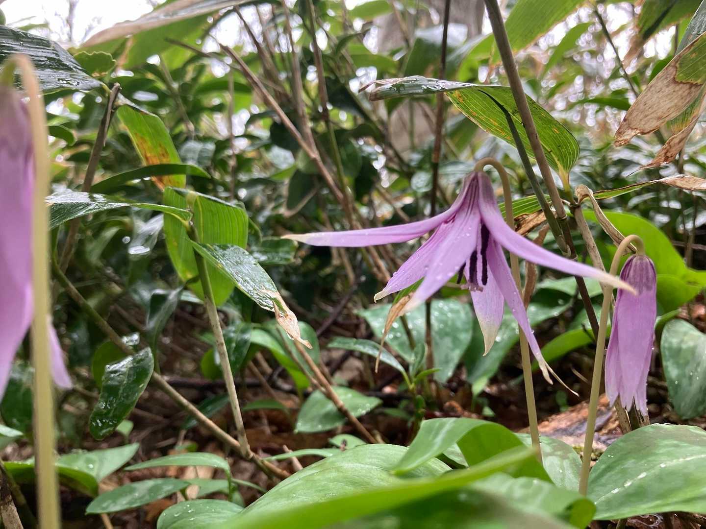 キレイ✨🌸✨