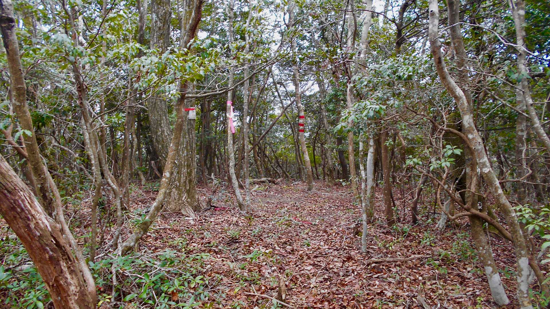 着きました。
鍋池山（358m）山頂です。
山頂には特に何もなく、眺望もありません。
