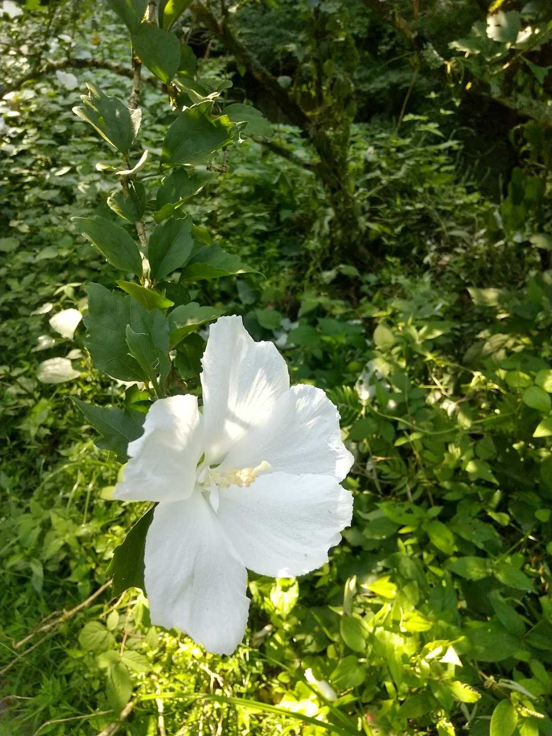 ポツンと一軒家の前の木槿