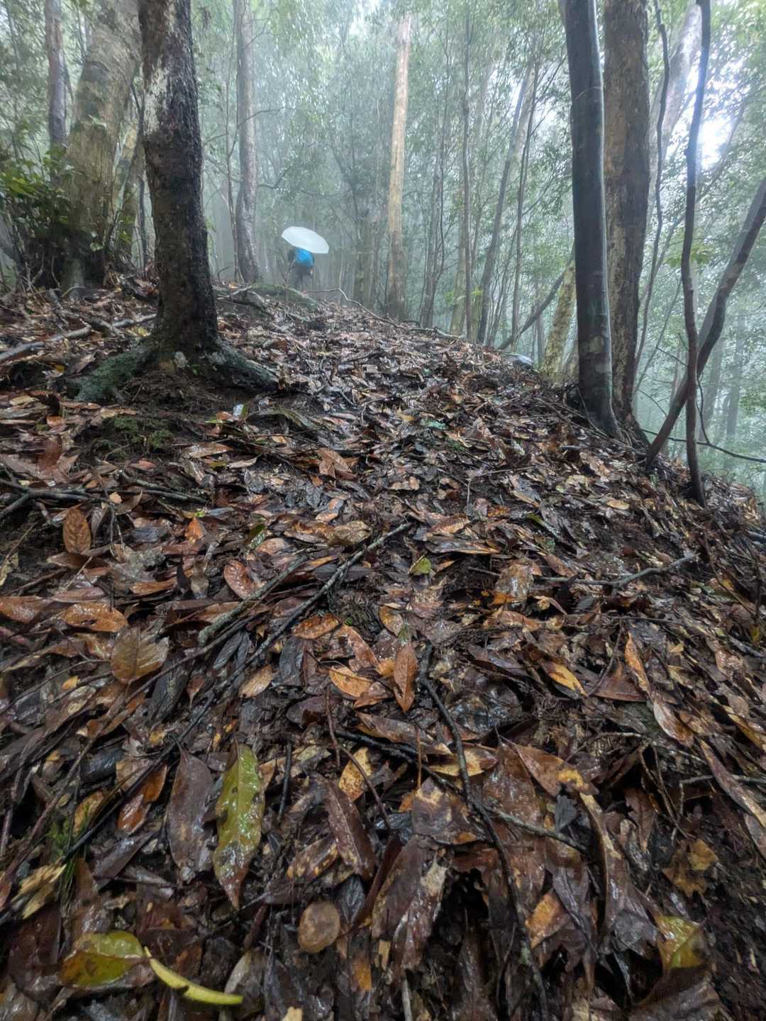 結構な登りの中☔傘さして登ります🥾🥾🎶
暑くてレインウェア着るより☔を選びました❣