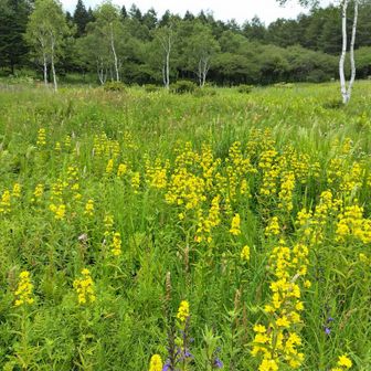 クサレダマ
黄色の群生地